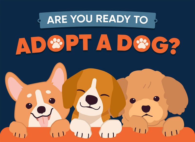 Are You Ready To Adopt A Pet?